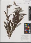 Foto von Salix caprea L. x Salix eleagnos Scop.